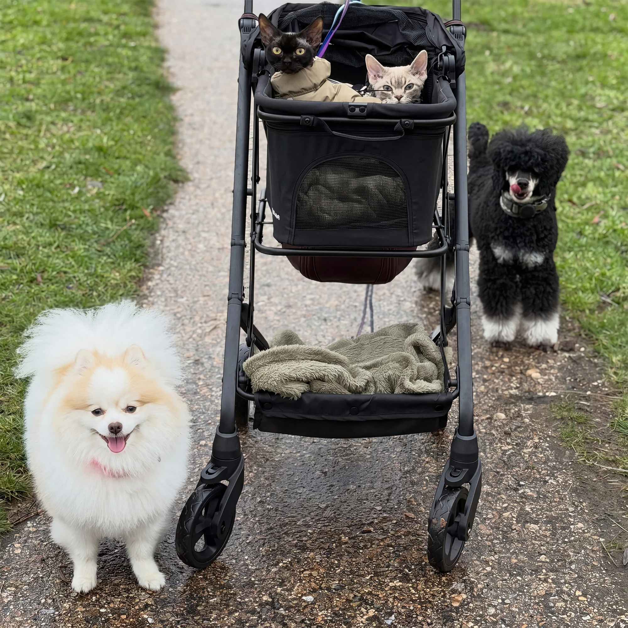 Luxury Foldable Dog Buggy - Image 6