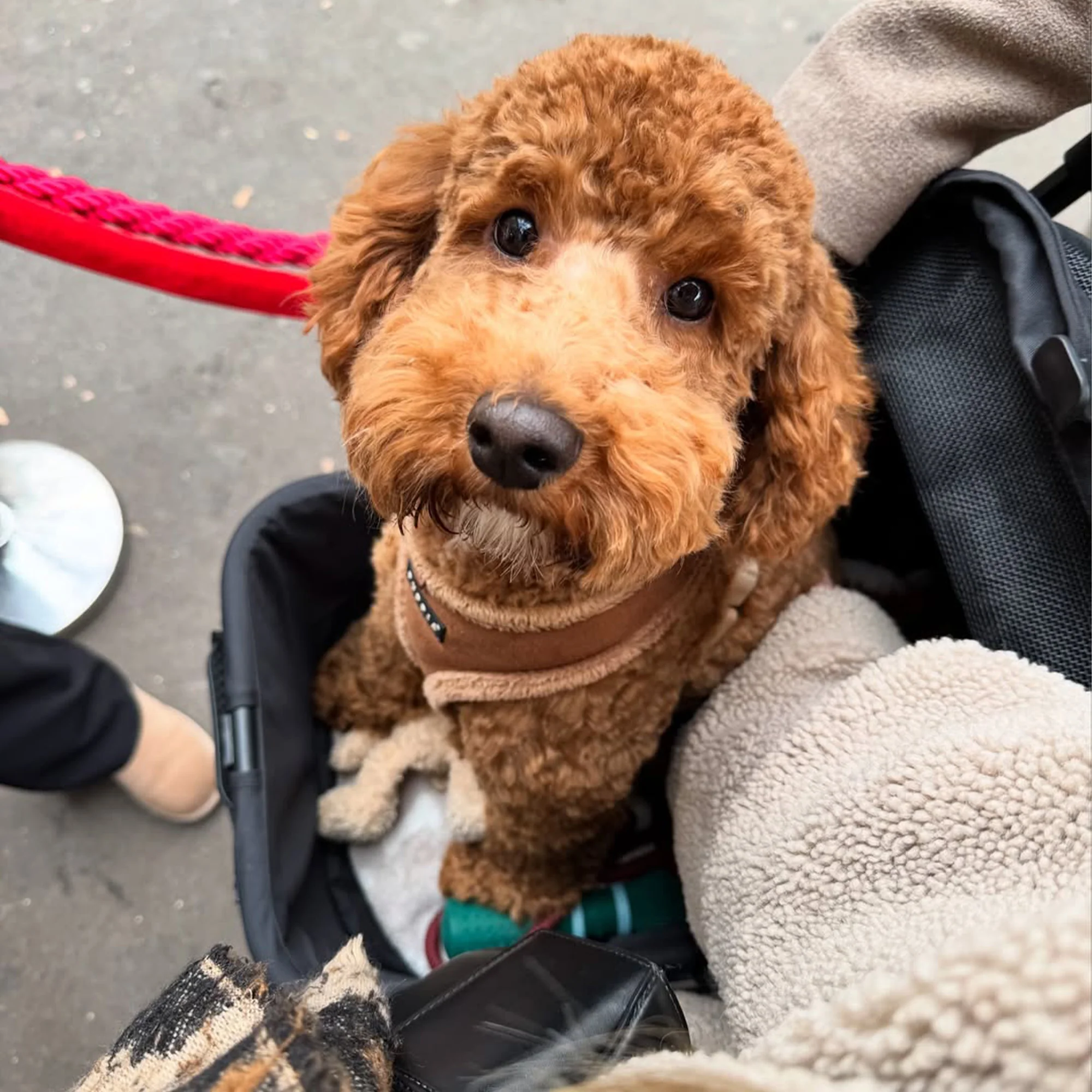 Luxury Foldable Dog Buggy - Image 8